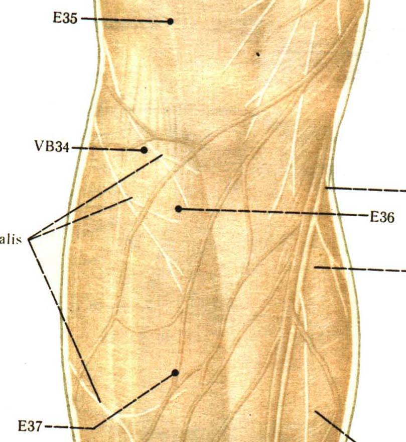 E36_E37 (мышцы).JPG (87844 bytes)