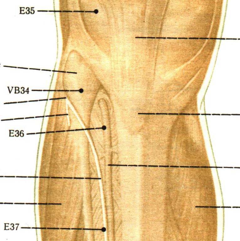 E36_E37 (мышцы2).JPG (94708 bytes)