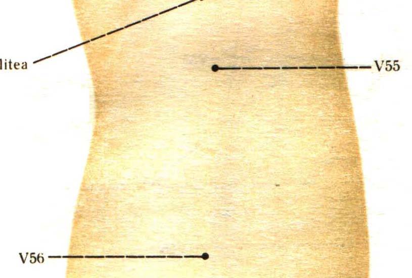 V55_V56 (кожа).JPG (45230 bytes)