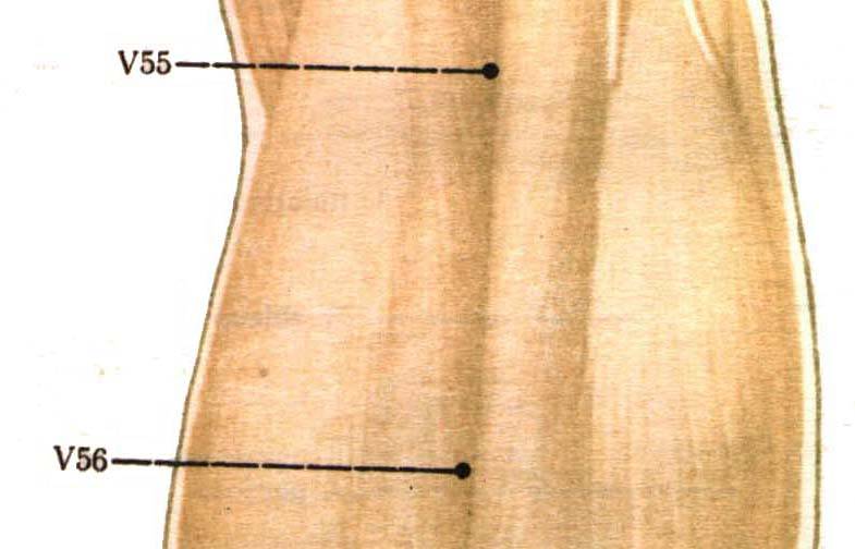 V55_V56 (мышцы1).JPG (44339 bytes)